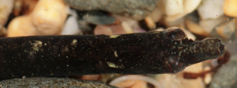 Nerophis lumbriciformis_08.jpg